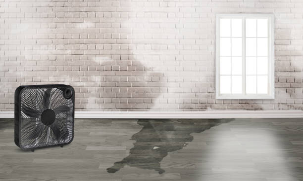 Best Basement water damage restoration  in Sunflower, MS